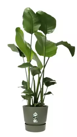 Elho Pot Greenville Rond Ø30cm - Blad Groen - afbeelding 5