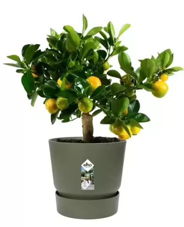 Elho Pot Greenville Rond Ø30cm - Blad Groen - afbeelding 4