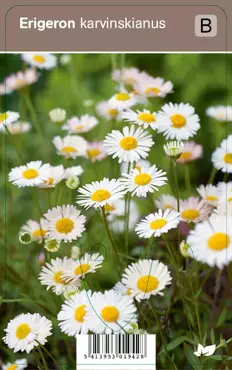 V.I.P.S. Erigeron karvinskianus - fijnstraal p9