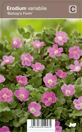 V.I.P.S. Erodium variabile ''Bishop's Form'' - reigersbek  P9