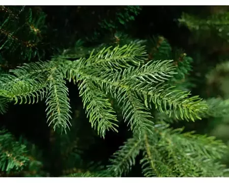 Everlands Kunstkerstboom Grandis slim fir h180cm groen