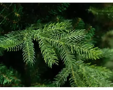 Everlands Kunstkerstboom Grandis slim fir h180cm groen