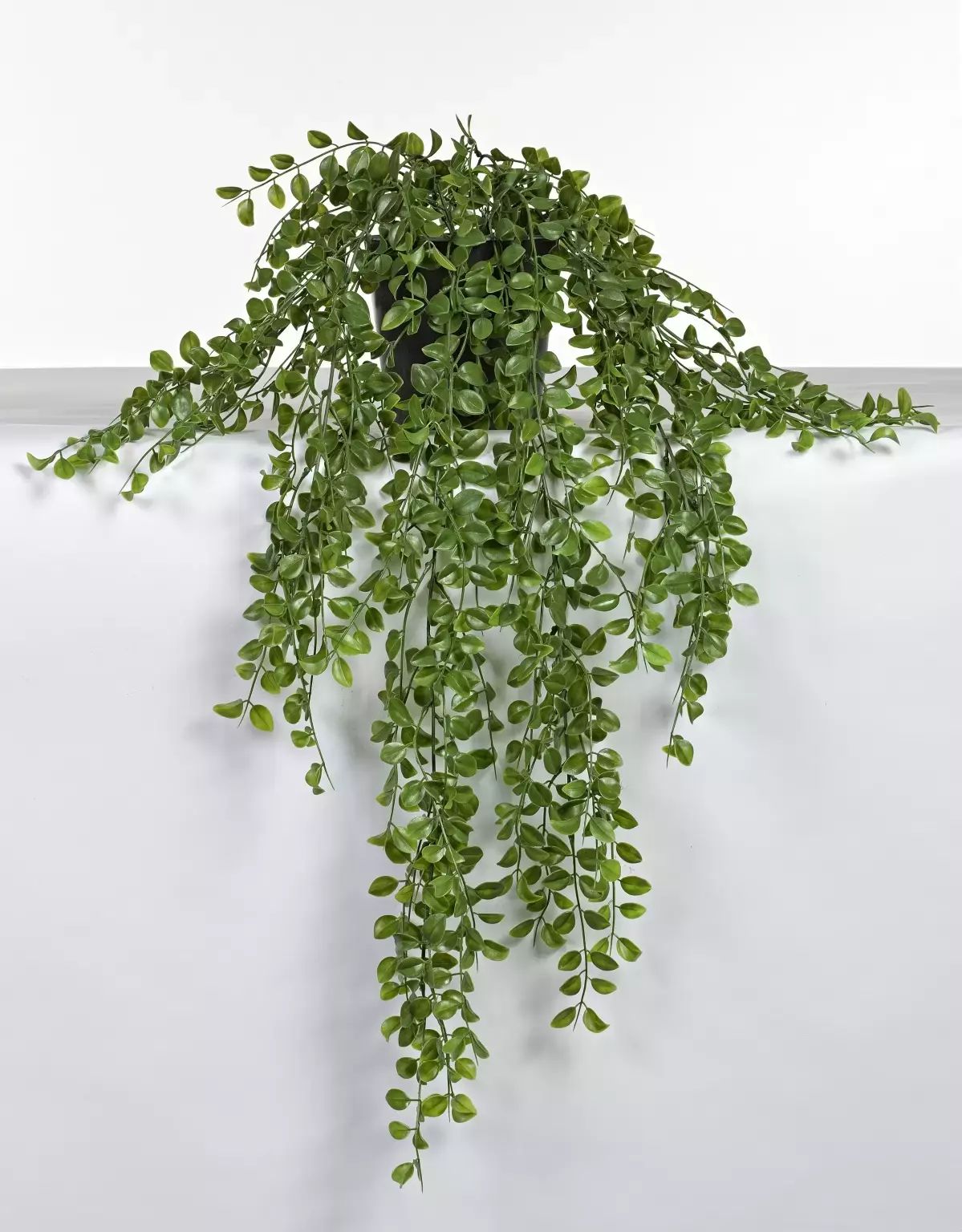 Kunsthangplant Ficus in pot