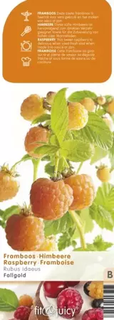 Framboos Rubus idaeus Fallgold