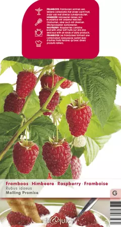 Framboos Rubus idaeus Malling Promise - Rode zomerframboos - afbeelding 2