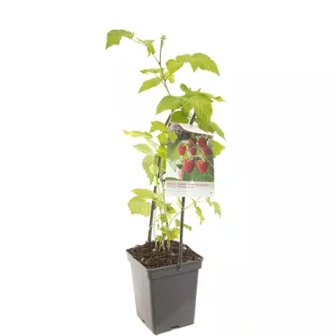 Framboos Rubus Malling Promise - Zomerframboos 18cm - afbeelding 1