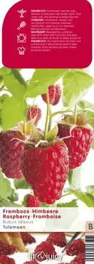 Framboos Rubus Tulameen - Rode zomerframboos 18cm - afbeelding 2