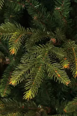 Frasier kerstboom groen  - h185 x d124cm