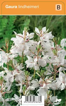 V.I.P.S. Gaura Lindheimeri - prachtkaars P9