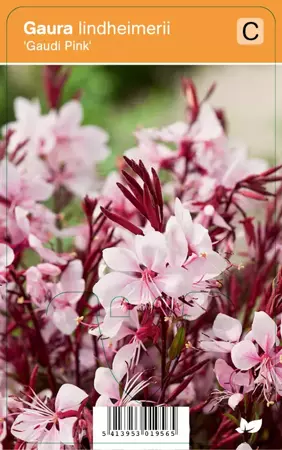 V.I.P.S. Gaura lindheimerii ''Gaudi Pink'' - prachtkaars P9