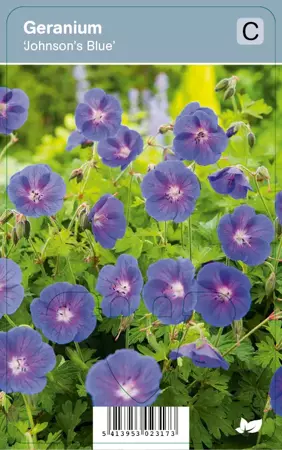 V.I.P.S. Geranium ''Johnson's Blue'' - ooievaarsbek P9