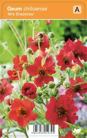 V.I.P.S. Geum chiloense ''Mrs Bradshaw'' - nagelkruid P9