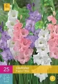 Gladiolus Pastel Mix 25 stuks - afbeelding 1