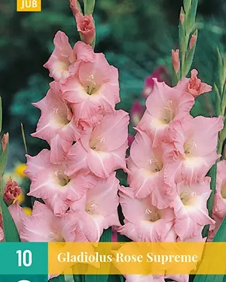 Gladiolus rose supreme 10 stuks