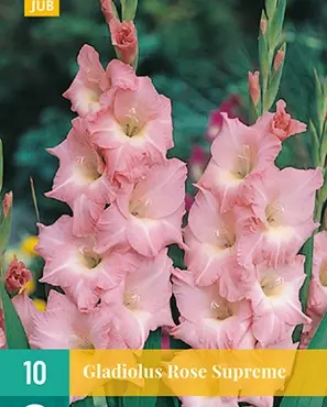 Gladiolus rose supreme 10 stuks