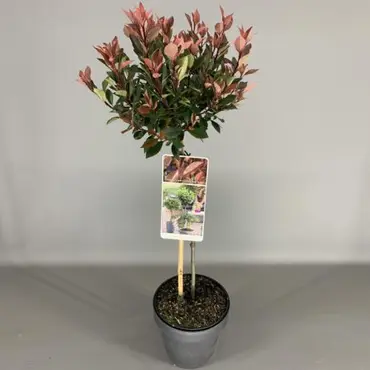 Glansmispel Photinia Fraseri Little Red Robin