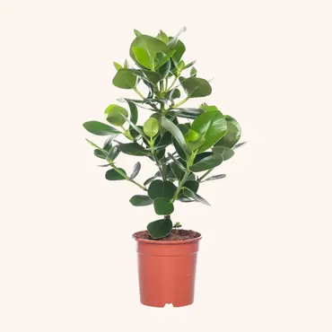 Groene Kamerplanten