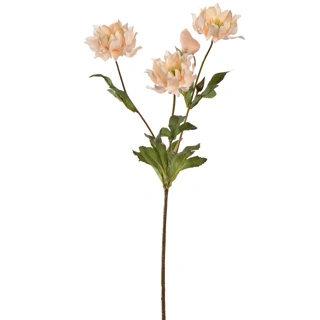 Helleborussteel l66cm vanille