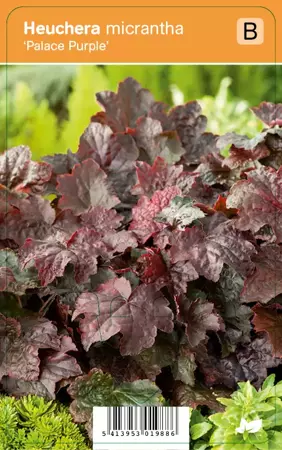 V.I.P.S. Heuchera micrantha ''Palace Purple'' - purperklokje p9