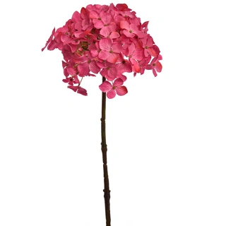 Hortensiasteel l50cm donkerroze