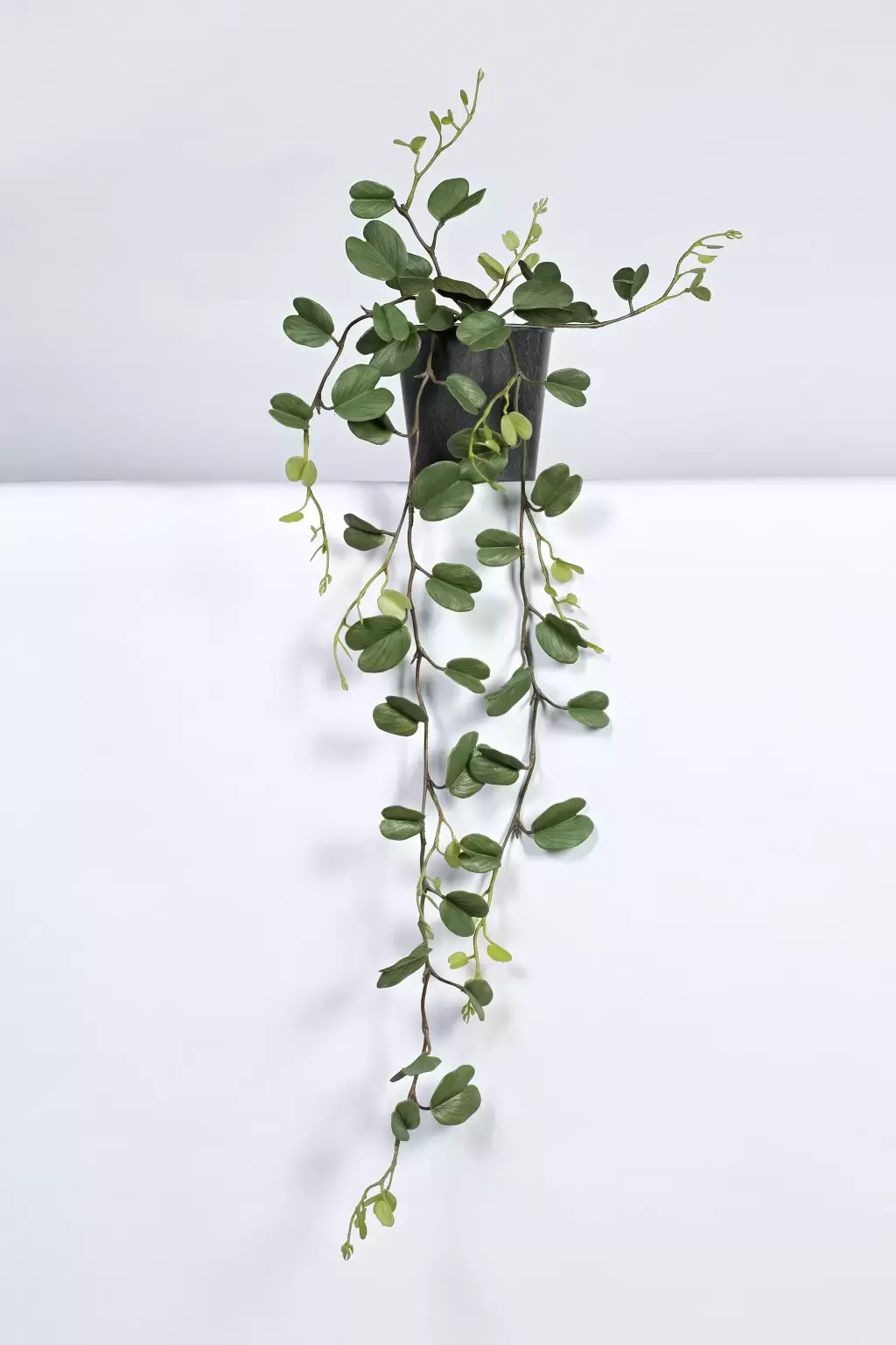 Kunsthangplant Hoya kerii in pot