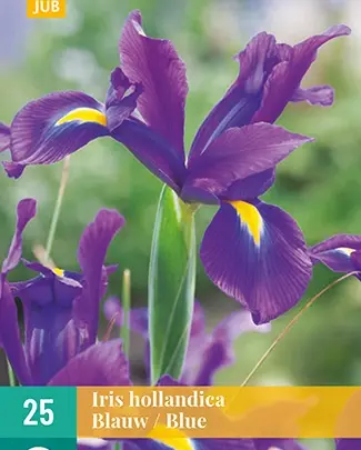 Iris hollandica blauw/blue 25st