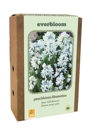 Jub Doos puschkinia libanotica 50st