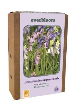 Jub Dooss hyacinthoides hisp. mix 25st