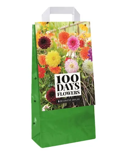 JUB Tas 5 Dahlia Decoratief Type Mix afbeelding
