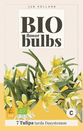 Jub Tulipa tarda 10st