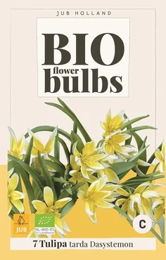 Jub Tulipa tarda 10st