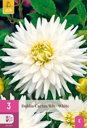 JUB x3 Dahlia Cactus Wit