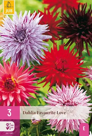 JUB x3 Dahlia favourite love