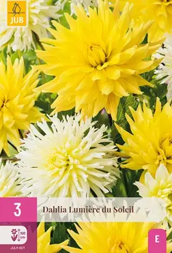 JUB x3 Dahlia lumiere du soleil