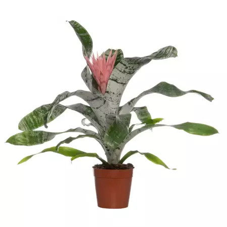 Kamerplant Aechmea Fasciata Primera ''Kokerbromelia'' - afbeelding 1