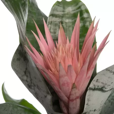 Kamerplant Aechmea Fasciata Primera ''Kokerbromelia'' - afbeelding 2