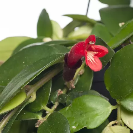 Kamerplant Aeschynanthus Monalisa ''Lipstickplant'' - afbeelding 2