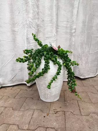 Kamerplant Aeschynanthus Rasta "Lipstickplant" - afbeelding 2