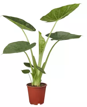 Kamerplant Alocasia Wentii ''Olifantsoor'' - afbeelding 1