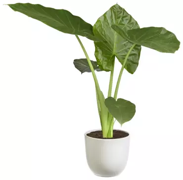 Kamerplant Alocasia Wentii ''Olifantsoor'' - afbeelding 2