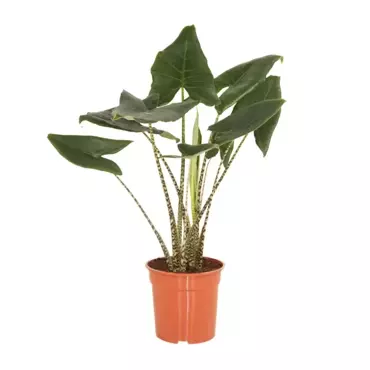 Kamerplant Alocasia Zebrina - afbeelding 1