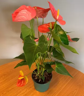 Kamerplant Anthurium Pink "Flamingo plant" - afbeelding 3