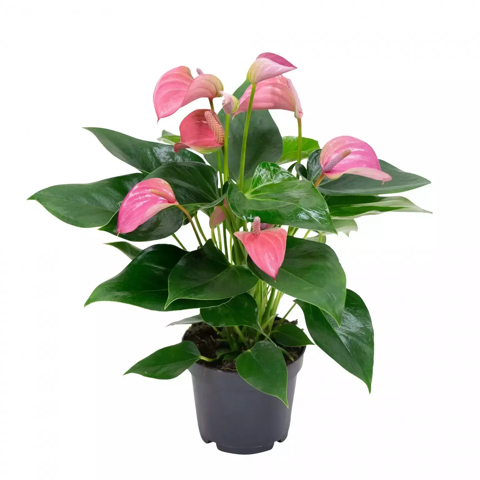 Kamerplant Anthurium Pink &quot;Flamingo plant&quot; - afbeelding 1