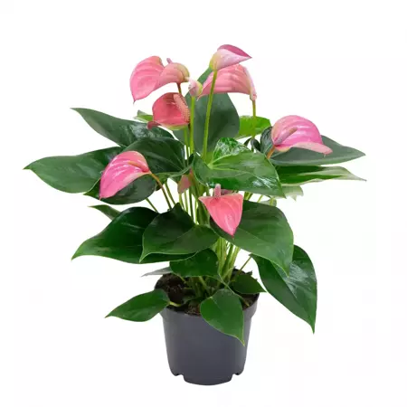 Kamerplant Anthurium Pink "Flamingo plant" - afbeelding 1