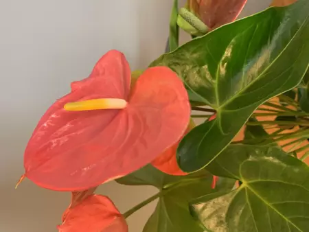 Kamerplant Anthurium Pink "Flamingo plant" - afbeelding 4