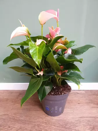 Kamerplant Anthurium Red  "Flamingo plant" - afbeelding 2