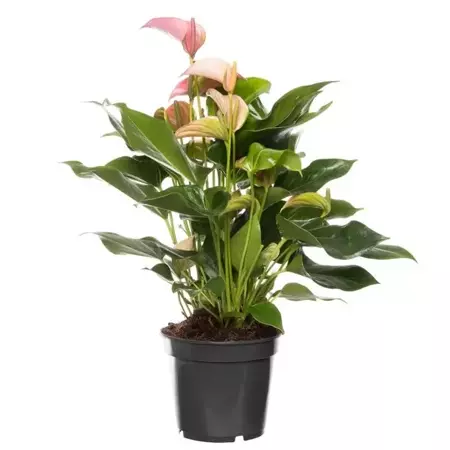 Kamerplant Anthurium Red  "Flamingo plant" - afbeelding 1