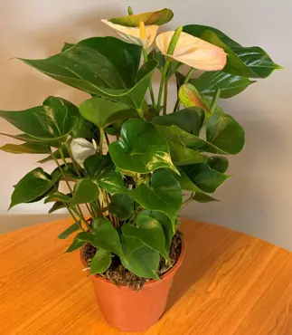 Kamerplant Anthurium Sierra White "Flamingo plant" - afbeelding 3