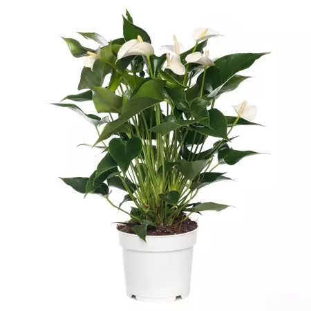 Kamerplant Anthurium Sierra White "Flamingo plant" - afbeelding 1