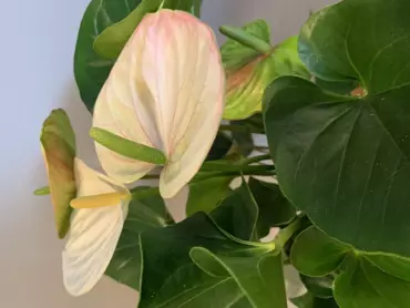 Kamerplant Anthurium Sierra White "Flamingo plant" - afbeelding 4